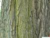 indian bean tree (Catalpa bignonioides) trunk / bark