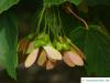 italian maple (Acer opalus) fruits