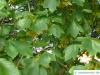 italian maple (Acer opalus) leaves