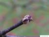 japanese maple (Acer palmatum 'Ozakazuki') bud