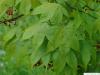 japanese maple (Acer palmatum 'Ozakazuki') leaves