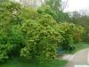 japanese maple (Acer palmatum 'Ozakazuki') tree