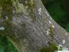 japanese maple (Acer palmatum 'Ozakazuki') trunk / bark