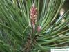 jersey pine (Pinus virginiana) branch tip
