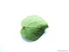 katsura (Cercidiphyllum japonicum) tree leaf underside