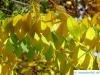 kentucky coffee tree (Gymnocladus dioicus) leaves in autumn
