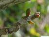 kentucky coffee tree (Gymnocladus dioicus) buds April