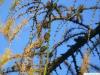 larch (Larix decidua) branches in autumn