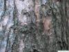 larch (Larix decidua) trunk