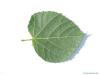 large leaved lime (Tilia platyphyllos) leaf underside