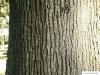 large leaved lime (Tilia platyphyllos) trunk / bark