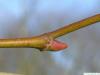 london plane tree (Platanus acerifolia) axial bud