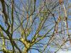 london plane tree (Platanus acerifolia) crown winter