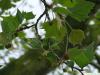 london plane tree (Platanus acerifolia) flowers