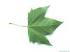 london plane tree (Platanus acerifolia) leaf underside