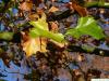 london plane tree (Platanus acerifolia) leaves autumn