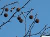 london plane tree (Platanus acerifolia) wintermarks