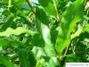 Macadamia Nut (Macadamia ternifolia) leaf