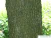 mahaleb cherry (Prunus mahaleb) trunk / bark