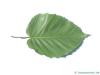 maximowicz birch (Betula maximowicziana) leaf underside