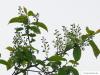 bird cherry (Prunus padus) flower