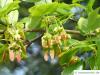 montpellier maple (Acer monspessulanum) fruits