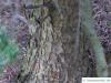mountain pine (Tsuga mertensiana) trunk / bark