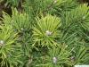 mountain pine (Pinus mugo) branches