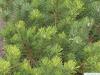 mountain pine (Pinus mugo) tree