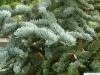 noble fir (Abies procera) branches