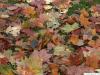 norway maple (Acer platanoides) autumn colors are various