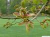 norway maple (Acer platanoides) budding