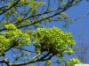 norway maple (Acer platanoides) yellow flowers