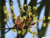 norway maple (Acer platanoides) flower