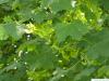 norway maple (Acer platanoides) leaves and fruits