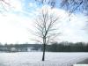 norway maple (Acer platanoides) tree in winter