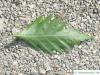 oak leaved beech (Fagus sylvatica 'Quercifolia') leaf underside