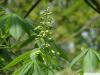 ohio buckeye (Aesculus glabra) flower