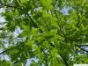 ohio buckeye (Aesculus glabra) leaves
