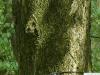ohio buckeye (Aesculus glabra) trunk /bark