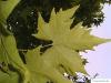 oriental plane tree (Platanus orientalis) leaves