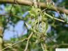 osage orange (Maclura pomifera) budding