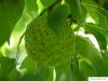 osage orange (Maclura pomifera) fruits