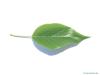 osage orange (Maclura pomifera) leaf