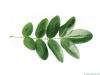 pagoda tree (Styphnolobium japonicum) leaf