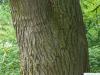 pagoda tree (Styphnolobium japonicum) trunk / bark