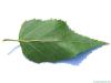 paper birch (Betula papyrifera) leaf underside