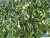 paper birch (Betula papyrifera) leaves