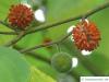 paper mulberry (Broussonetia papyrifera) stone fruits