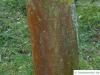 paper mulberry (Broussonetia papyrifera) brown-reddish bark